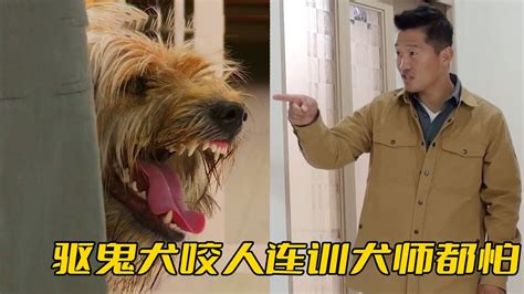 驅鬼犬|驅鬼犬